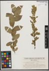 Foto von Salix syrticola Fernald